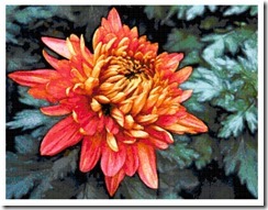 chrysanthemum